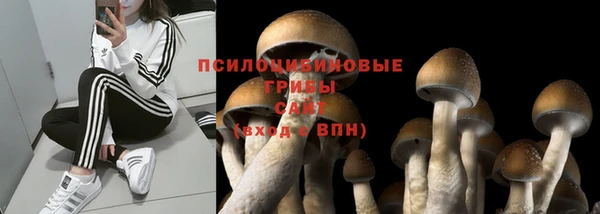 PSILOCYBIN Верхний Тагил